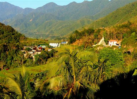 Tiger Grass flourish in Natonin, Mountain Province .